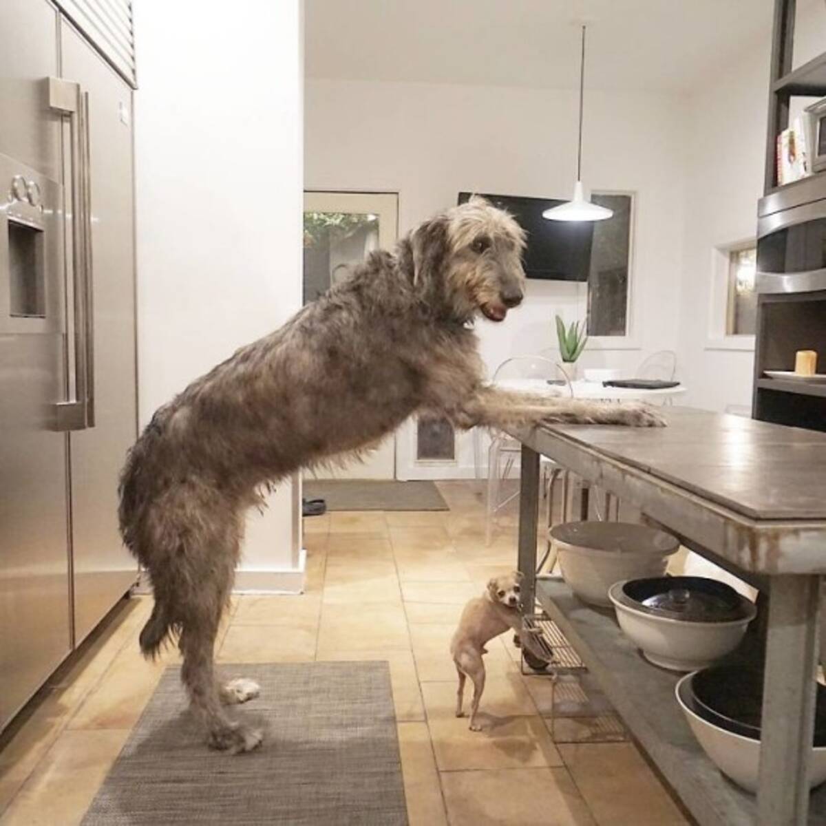 背高のっぽでフサフサで 大型犬 アイリッシュウルフハウンドの魅力をぎゅっと集めてみた 19年1月日 エキサイトニュース