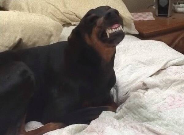 ドーベルマンといえば クールで怖カッコいい犬 なはずだった やらかしドーベルマン総集編 19年1月26日 エキサイトニュース