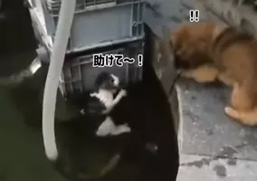 おい 水を無駄にするなとあれほど 水遊びをしていた犬 猫にたしなめられてしょぼーん 18年8月15日 エキサイトニュース