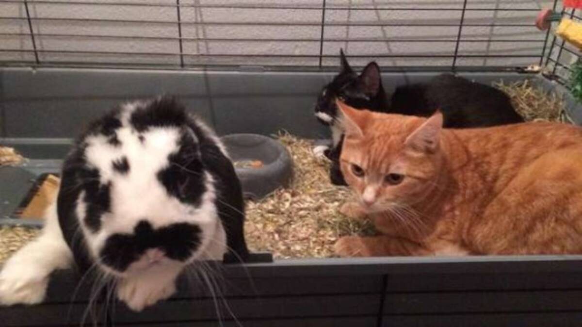 猫のアニキ分はなんとウサギ 3匹の猫たちを従えて過ごす毎日 イギリス 19年2月4日 エキサイトニュース
