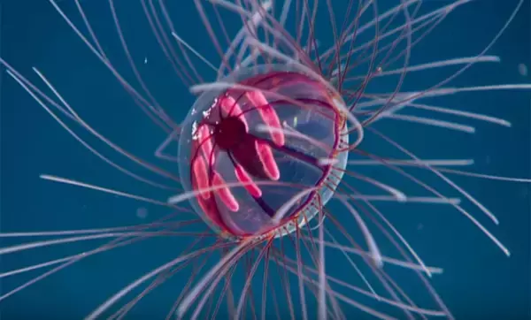 なんとも幻想的！サイケデリックメデューサと名付けられた神秘のクラゲ