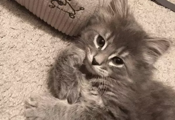 巨大化するけども、小さい時だってあるんだから！メインクーンの子猫たちのかわいらしさを堪能するの会