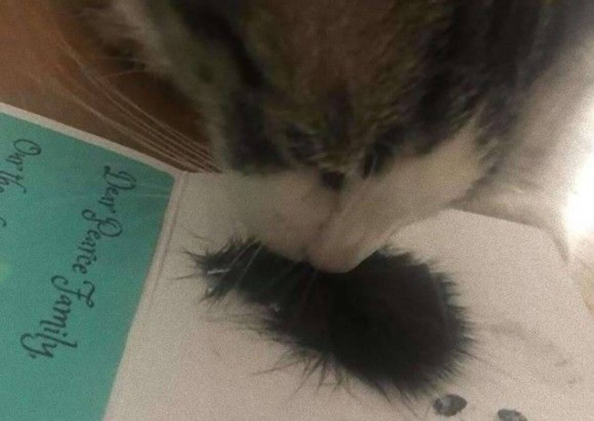 大親友の猫に先立たれて1か月 未だ悲しみに暮れる残された猫に 飼い主が遺毛を見せるとキュンとする反応が 19年2月10日 エキサイトニュース