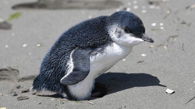 よく見て セルフィーを撮ったら背後のペンギンが交尾中 野生生物の保護問題が浮き彫りに 年2月2日 エキサイトニュース