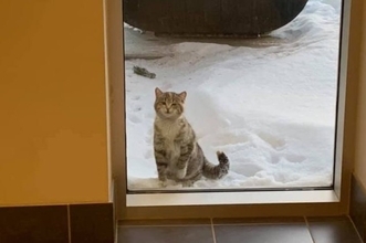 「寒いんです。保護してください」消防署の入り口で助けを求めた野良猫のハッピーエンド物語（カナダ）