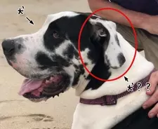 ブロッコリーが好きすぎる犬 ブロッコリー欲しさに持ちネタすべてを発動する 19年2月28日 エキサイトニュース