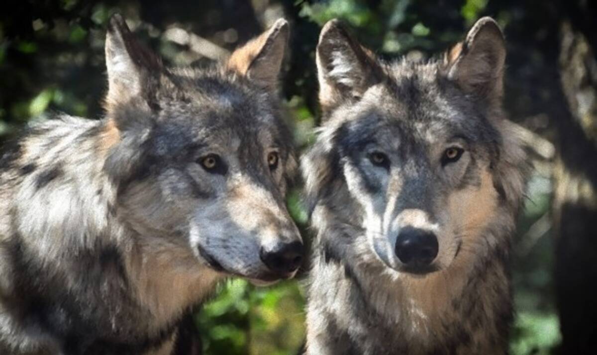 図らずもドイツ軍に庇護され その生息数を増やし始めたオオカミ ドイツ 19年2月22日 エキサイトニュース