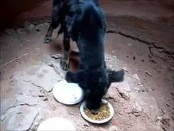 ブロッコリーが好きすぎる犬 ブロッコリー欲しさに持ちネタすべてを発動する 19年2月28日 エキサイトニュース