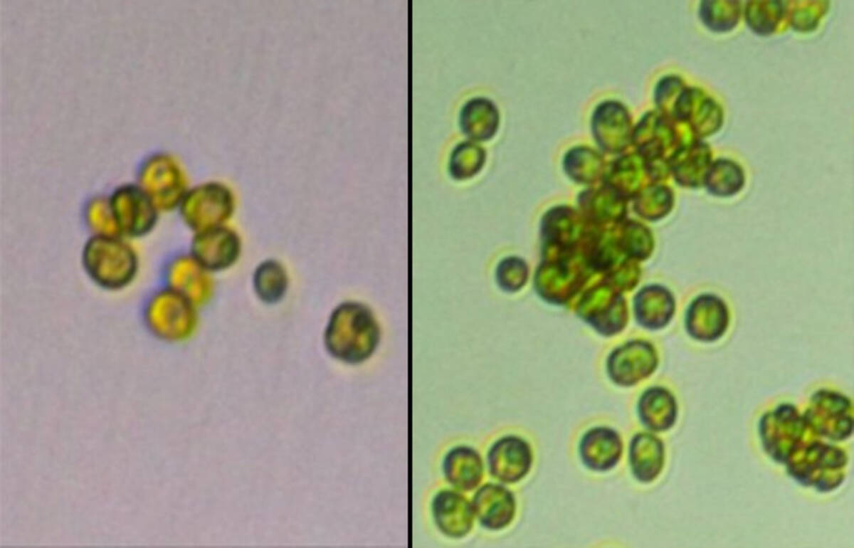 単細胞の藻類が多細胞生物に進化した瞬間を捕らえた貴重な映像 米研究 2019年3月2日 エキサイトニュース