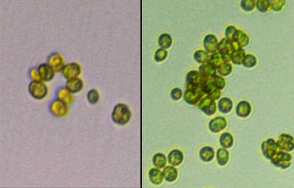 単細胞の藻類が多細胞生物に進化した瞬間を捕らえた貴重な映像 米研究 19年3月2日 エキサイトニュース