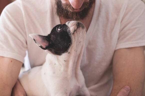 犬は飼い主に似てくる 犬の性格は時間とともに変化することが判明 米研究 2019年3月1日 エキサイトニュース