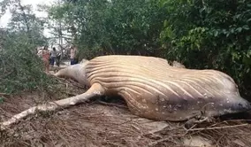 またしても靴を履いた状態で切断された人間の足が セイリッシュ海で15本目の足が発見される ミステリー事件簿 19年2月28日 エキサイトニュース またしても靴を履いた状態で切断された人間の足が セイリッシュ海で15本目の足が発見される ミステリー事件簿 19年2月28日 エキサイトニュース