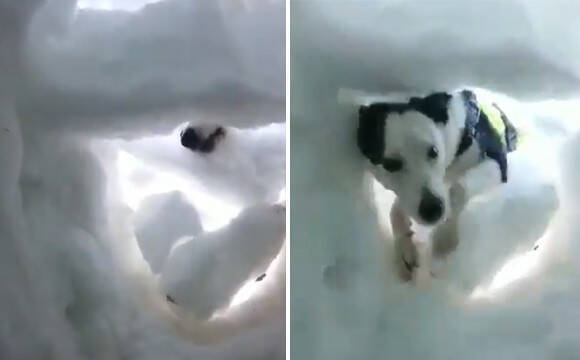 働く救助犬 雪山に埋もれた登山者を発見するため 雪をかきわけて掘り進むボーダーコリーの訓練動画 19年3月5日 エキサイトニュース