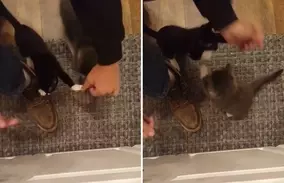 またしても靴を履いた状態で切断された人間の足が セイリッシュ海で15本目の足が発見される ミステリー事件簿 19年2月28日 エキサイトニュース またしても靴を履いた状態で切断された人間の足が セイリッシュ海で15本目の足が発見される ミステリー事件簿 19年2月28日 エキサイトニュース