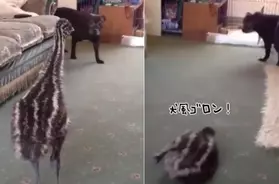 ブロッコリーが好きすぎる犬 ブロッコリー欲しさに持ちネタすべてを発動する 19年2月28日 エキサイトニュース