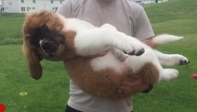 ブロッコリーが好きすぎる犬 ブロッコリー欲しさに持ちネタすべてを発動する 19年2月28日 エキサイトニュース