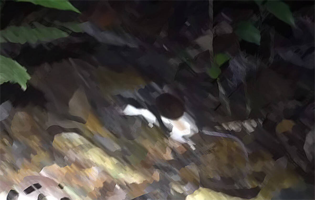 アマゾンのジャングルの闇の中で 巨大なタランチュラが哺乳類のオポッサムを捕食していた件 ペルー クモ出演中 19年3月6日 エキサイトニュース