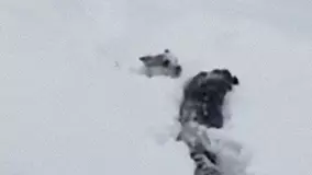 働く救助犬 雪山に埋もれた登山者を発見するため 雪をかきわけて掘り進むボーダーコリーの訓練動画 19年3月5日 エキサイトニュース