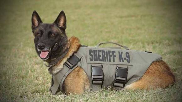 2度の銃弾を受けながらも犯人確保に尽力し 殉職してしまった警察犬 K9 の追悼式 アメリカ 19年3月12日 エキサイトニュース