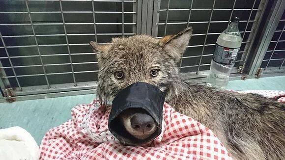 犬だと信じて助けてみたら野生のオオカミだった 極寒の川にはまって出られなかった所を作業員が救出 エストニア 19年3月9日 エキサイトニュース
