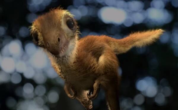 あれれ ティラノサウルスの赤ちゃんを再現したところモフモフでかわいかった件 米研究 19年3月10日 エキサイトニュース