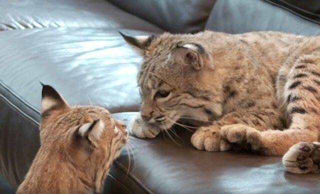 大きな猫と暮らしたい 2匹のボブキャットと暮らす毎日ってどんな感じ 19年3月11日 エキサイトニュース