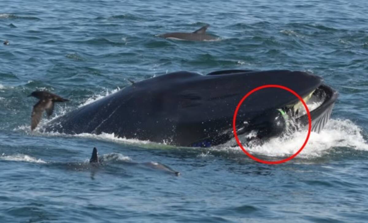 奇跡の脱出 クジラに飲み込まれるも 口から逃げ出すことに成功 無事生還したダイバー 南アフリカ 19年3月14日 エキサイトニュース