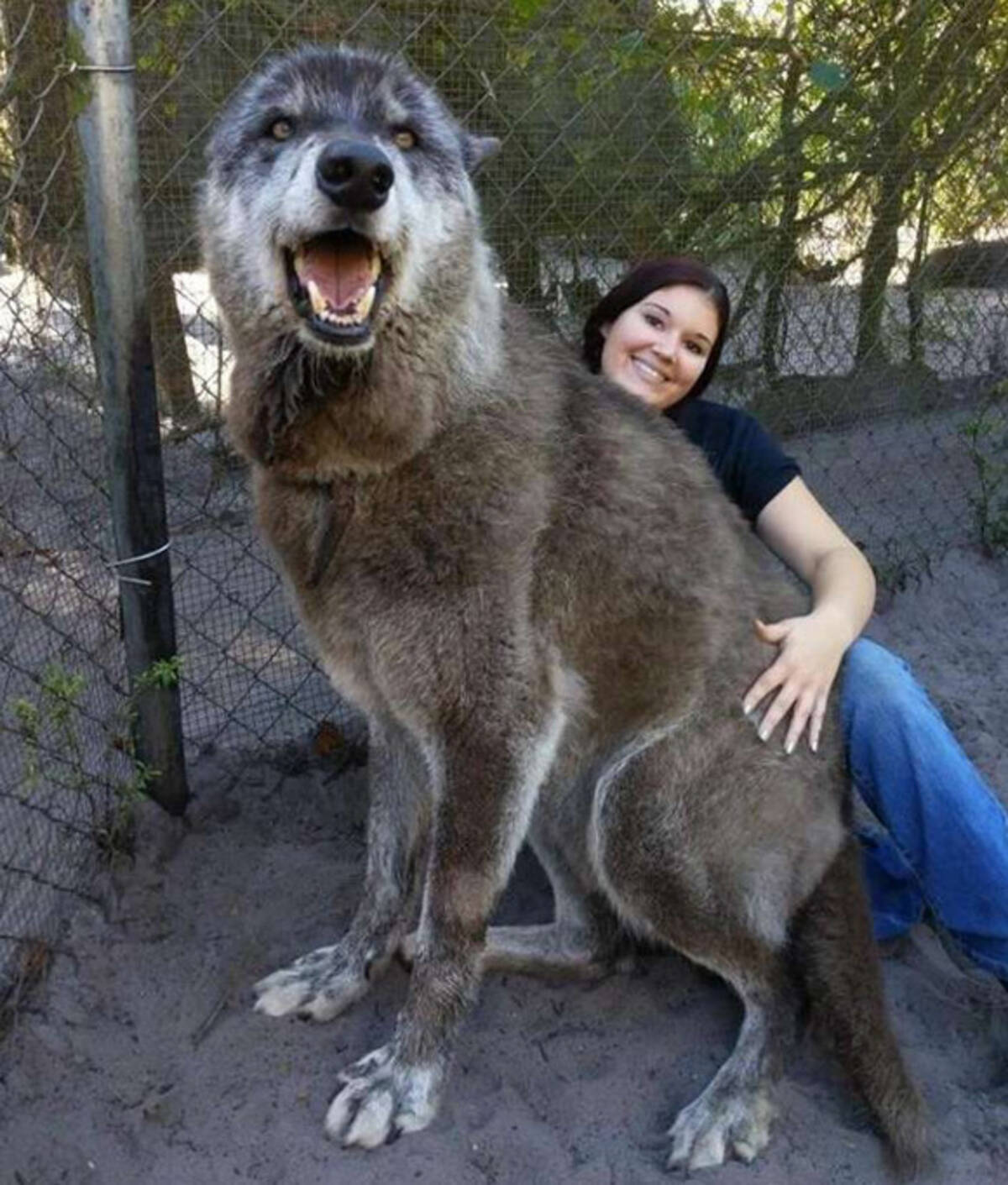 すごく巨大です オオカミの血を色濃く残すウルフドッグ 一緒に写った女性との大きさ比較 アメリカ 19年3月18日 エキサイトニュース