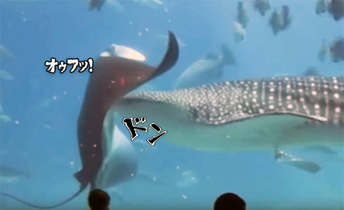 腹部にドスッ 水中の巨大生物ジンベイザメとマンタの正面衝突映像 アメリカ 19年4月5日 エキサイトニュース