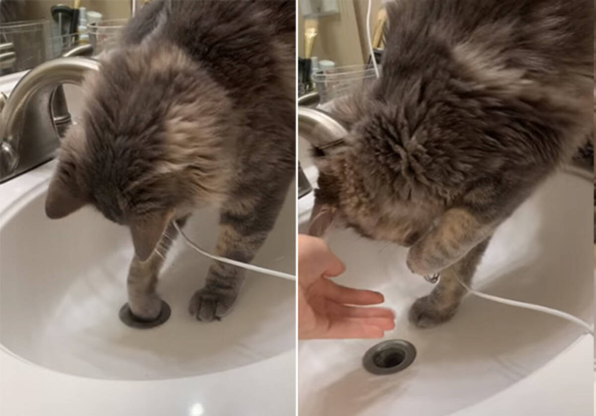 猫の手は有能 洗面所の排水口に落ちた指輪を見事取り出した猫の職人技 19年3月16日 エキサイトニュース