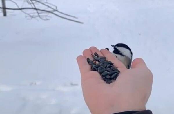 まるで忍者 大きな鳥の襲来に身を隠すアメリカコガラの動きがまるでオートマチック 19年3月15日 エキサイトニュース