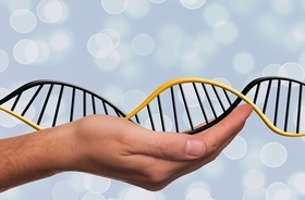 全身の再生を司る遺伝子を制御するDNAのスイッチが発見される（米研究）