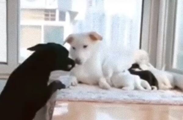 育児中の母犬をいたわる父犬 おやつを運び母犬をぎゅっとハグ 19年3月29日 エキサイトニュース