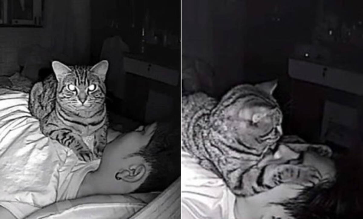 飼い主が寝ている間に猫は何をしているのだろう 隠しカメラで撮影してみたところ 愛情と殺意が交差していた タイ 19年4月6日 エキサイトニュース