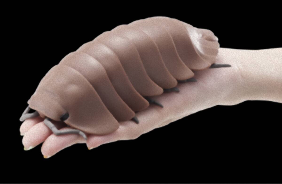 販売数60万個を突破した話題のカプセルトイに新種が登場 ゼブラ柄やメタリックなヤツまで だんごむし 03 19年4月3日 エキサイトニュース 販売数60万個を突破した話題のカプセルトイに新種が登場 ゼブラ柄やメタリックなヤツまで だんごむし 03 19年4月3日 エキサイトニュース