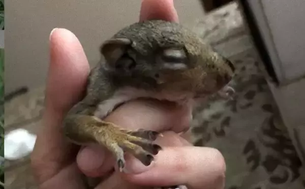 瀕死の状態の赤ちゃんリスを保護。無事に育て自然に帰したはずだったが、リスは家族たちを忘れていなかった