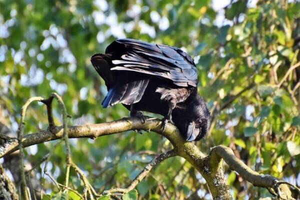 カラスの恩返し 子ガラスを助け 一家に餌を与えていた男性にカラスからのサプライズギフト アメリカ 19年4月16日 エキサイトニュース