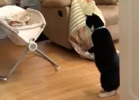 世界最小の猫種 サビイロネコ の赤ちゃんが生まれたよ イギリス 年5月7日 エキサイトニュース