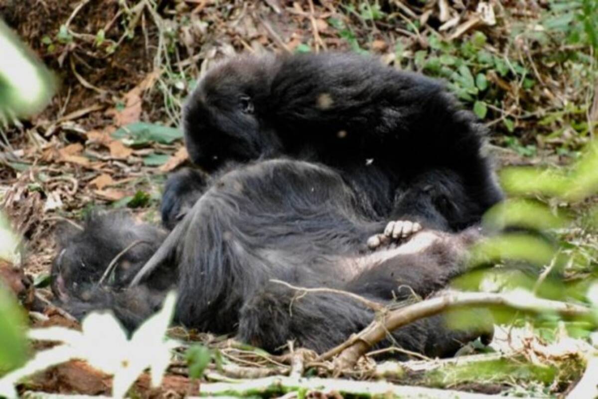 ゴリラは仲間の死を悲しみ哀悼の意を捧げる 別種のゴリラの死に対しても強い関心を示す 東アフリカ 19年4月18日 エキサイトニュース