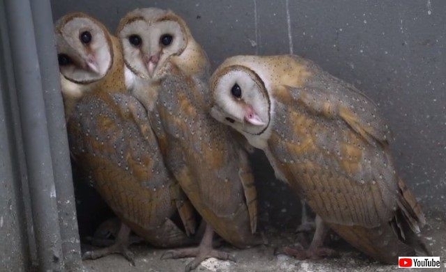 なんていい子たち メンフクロウのヒナたちはお腹がすいた兄弟に餌をゆずることが判明 スイス研究 16年6月3日 エキサイトニュース