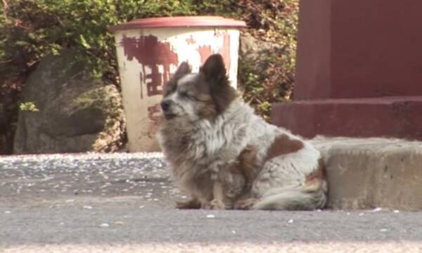 飼い主に置き去りにされた犬 以来10年間 再び飼い主が来るのを信じ 同じ場所で待ち続けている 19年4月24日 エキサイトニュース