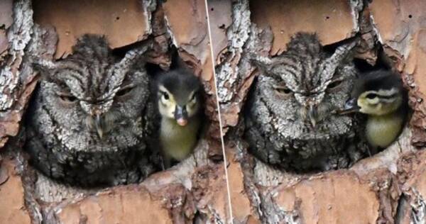 フクロウ母さんとカモのヒナ赤ちゃんが 本物の親子のように仲良く1つの巣箱に いったい何が起きている アメリカ 19年4月25日 エキサイトニュース