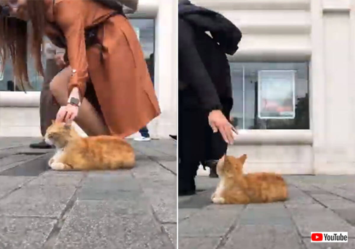トルコはやっぱ猫の国 イスタンブールの歩道に鎮座する猫と通行人たちの様子を早回しで 19年4月24日 エキサイトニュース