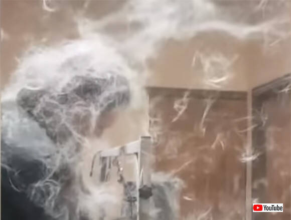 室内なのに大雪注意報かな ハスキーの毛を乾かす途中の出来事でした 19年4月27日 エキサイトニュース