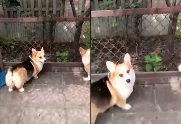 コーギーたちは怒れる隣人を持っていた 仁王立ちで裏庭から出てきたのは 2019年4月29日 エキサイトニュース