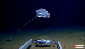 インド洋の深海でUFOみたいな謎の生物が発見される。ジャワ海溝初の有人潜水