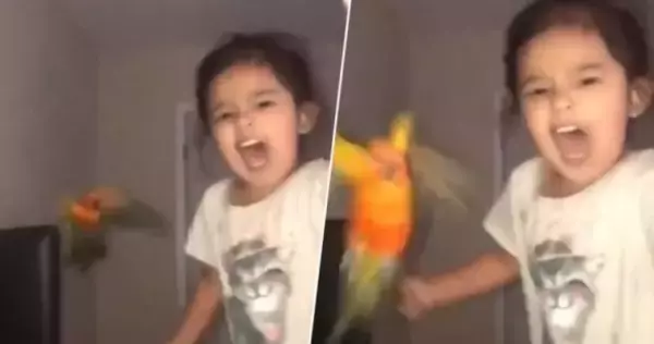インコに指令を出し、対象人物を攻撃するよう訓練した鳥使いの少女の驚愕の映像