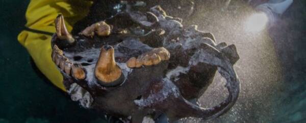水中洞窟で発見された氷河期の巨大クマの骨（メキシコ）