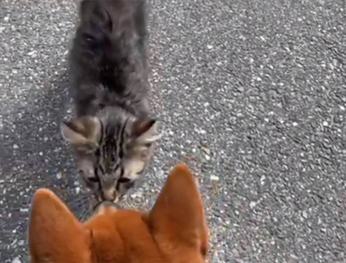 犬と散歩中 小さな毛玉がすり寄ってきた ペットに迎え入れたところすくすくと大成長 子猫はメインクーンだった 19年5月11日 エキサイトニュース 2 3