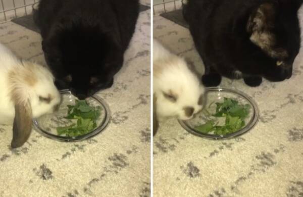 ほんとは草嫌いなんだけど 大好きなウサギが食事中 横に寄り添い同じ皿の草を食べるフリをする猫 19年5月9日 エキサイトニュース